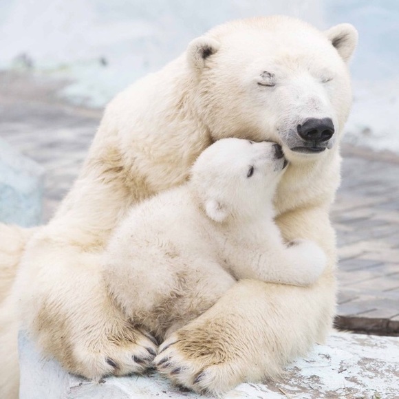 akmommabear